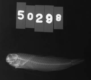 To NMNH Extant Collection (Entomacrodus stellifer USNM 050298 radiograph lateral view)