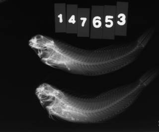 To NMNH Extant Collection (Entomacrodus epalzeocheilus USNM 147653 radiograph lateral view)