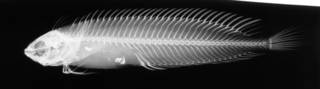 To NMNH Extant Collection (Cristiceps argentatus USNM 171732 radiograph lateral view)