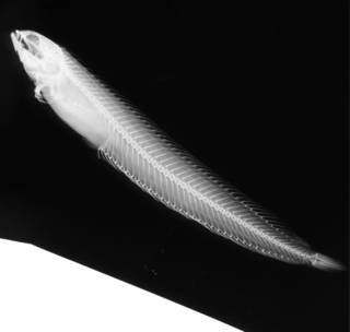 To NMNH Extant Collection (Xenopoclinus leprosus USNM 199570 radiograph lateral view)