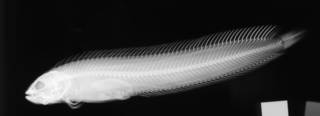 To NMNH Extant Collection (Clinus anguillaris USNM 199577 radiograph lateral view)