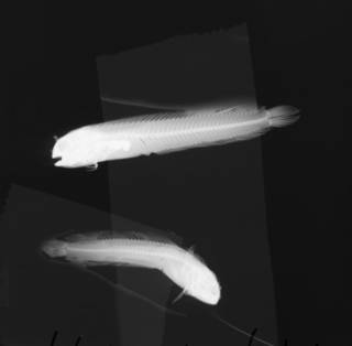 To NMNH Extant Collection (Protemblemaria bicirrus USNM 200400 radiograph lateral view)