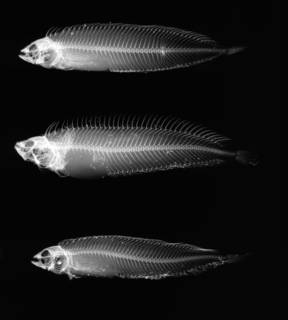 To NMNH Extant Collection (Myxodes cristatus USNM 203557 radiograph lateral view)
