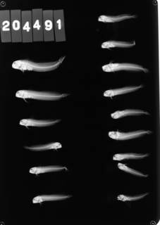 To NMNH Extant Collection (Mimoblennius cirrosus holotype USNM 204491 radiograph lateral view)