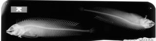 To NMNH Extant Collection (Myxodes viridis USNM 205104 radiograph 1 of 2 lateral view)