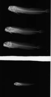 To NMNH Extant Collection (Entomacrodus striatus USNM 201557 radiograph lateral view)