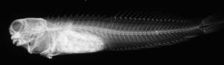 To NMNH Extant Collection (Istiblennius interruptus USNM 144428 radiograph lateral view)