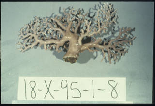 To NMNH Extant Collection (Lepidotheca macropora USNM 98441)