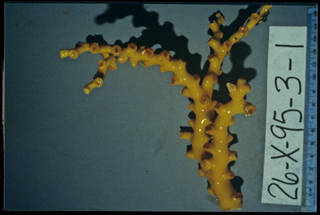 To NMNH Extant Collection (Dendrophyllia johnsoni USNM 98444 -b)