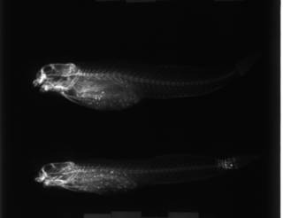 To NMNH Extant Collection (Entomacrodus textilis USNM 042318 radiograph lateral view)