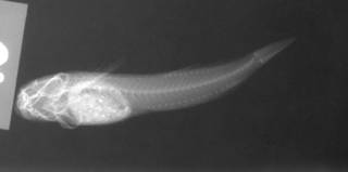 To NMNH Extant Collection (Entomacrodus incisolabiatus paratype USNM 111882 radiograph 1 of 2 lateral view)