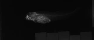 To NMNH Extant Collection (Entomacrodus incisolabiatus paratype USNM 111882 radiograph 2 of 2 lateral view)