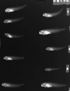 To NMNH Extant Collection (Entomacrodus stellifer USNM 132795 radiograph lateral view)