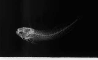 To NMNH Extant Collection (Entomacrodus lemuria USNM 357266 paratype radiograph 2 of 2 lateral view)