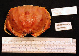 To NMNH Extant Collection (IZ 1151379 dorsal view)