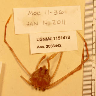 To NMNH Extant Collection (IZ 1151478 specimen)