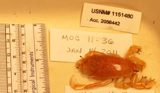 To NMNH Extant Collection (IZ 1151480 specimen)