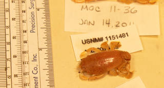 To NMNH Extant Collection (IZ 1151481 specimen)