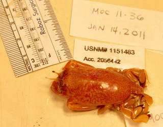 To NMNH Extant Collection (IZ 1151483 specimen)