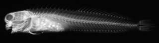 To NMNH Extant Collection (Istiblennius bilitonensis USNM 317296 radiograph lateral view)