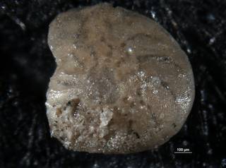 To NMNH Paleobiology Collection (Amphistegina californica cc6132 para left 2)