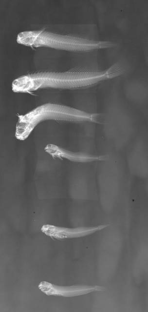 To NMNH Extant Collection (Entomacrodus caudofasciatus USNM 198592 radiograph lateral view)