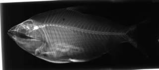 To NMNH Extant Collection (Psectrogaster amazonica USNM 175844 radiograph lateral view)