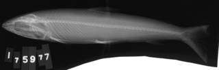 To NMNH Extant Collection (Anodus elongatus USNM 175977 radiograph lateral view)