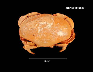 To NMNH Extant Collection (IZ 1149536 dorsal view)