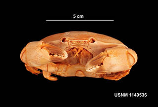 To NMNH Extant Collection (IZ 1149536 frontal view)