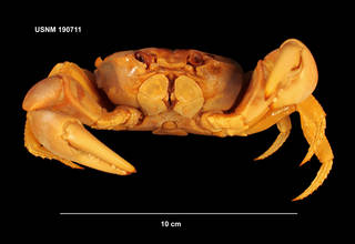 To NMNH Extant Collection (IZ CRT 190711 frontal view)