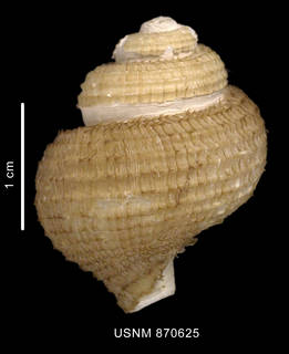 To NMNH Extant Collection (Chlanificula thielei Powell, 1958 shell dorsal view)