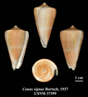 To NMNH Extant Collection (IZ MOL USNM 37399 Conus signae Bartsch, 1937)