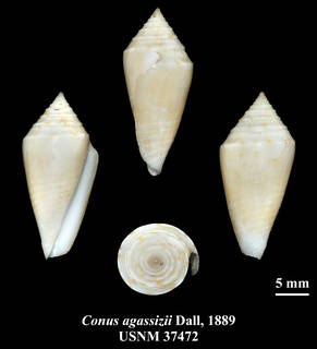 To NMNH Extant Collection (IZ MOL USNM 37472 Conus agassizii Dall, 1889)
