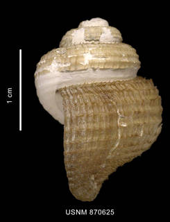 To NMNH Extant Collection (Chlanificula thielei Powell, 1958 shell lateral view)