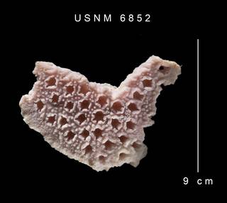To NMNH Extant Collection (Allopora papillosa USNM 6852 - side)