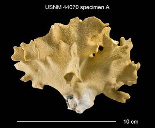 To NMNH Extant Collection (Errinopora nanneca USNM 44070 - SpecimenA)