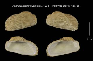 To NMNH Extant Collection (Acar hawaiensis Holotype USNM 427766)