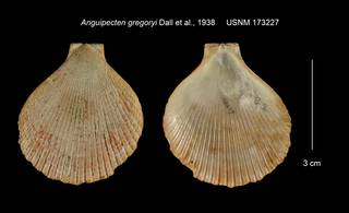 To NMNH Extant Collection (Anguipecten gregoryi USNM 173227)