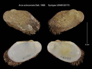 To NMNH Extant Collection (Arca ectocomata Syntype USNM 63173)