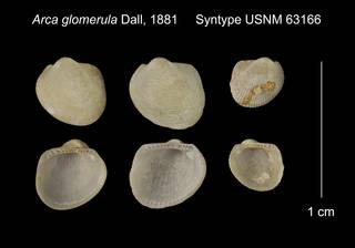 To NMNH Extant Collection (Arca glomerula Syntype USNM 63166)