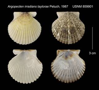 To NMNH Extant Collection (Argopecten irradians taylorae USNM 859901)