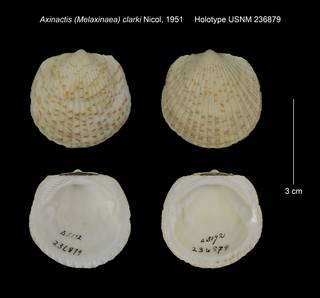 To NMNH Extant Collection (Axinactis (Melaxinaea) clarki Holotype USNM 236879)