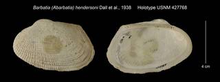 To NMNH Extant Collection (Barbatia (Abarbatia) hendersoni Holotype USNM 427768)