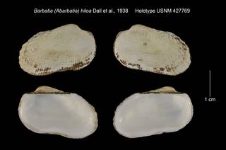 To NMNH Extant Collection (Barbatia (Abarbatia) hiloa Holotype USNM 427769)