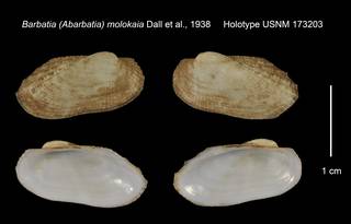 To NMNH Extant Collection (Barbatia (Abarbatia) molokaia Holotype USNM 173203)