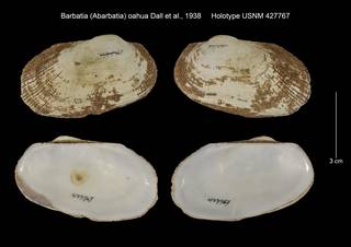 To NMNH Extant Collection (Barbatia (Abarbatia) oahua Holotype USNM 427767)