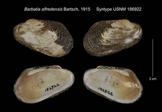 To NMNH Extant Collection (Barbatia alfredensis Syntype USNM 186922)