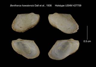 To NMNH Extant Collection (Bentharca hawaiensis Holotype USNM 427759)