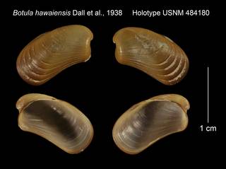 To NMNH Extant Collection (Botula hawaiensis Holotype USNM 484180)